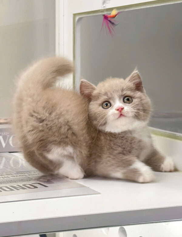 Mèo Munchkin Màu Bililac Mã AN192