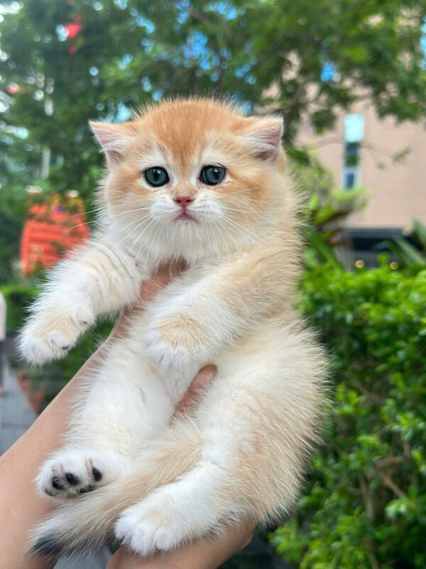 Mèo Anh Lông Ngắn Golden Đực Siêu Mập Mã AN193