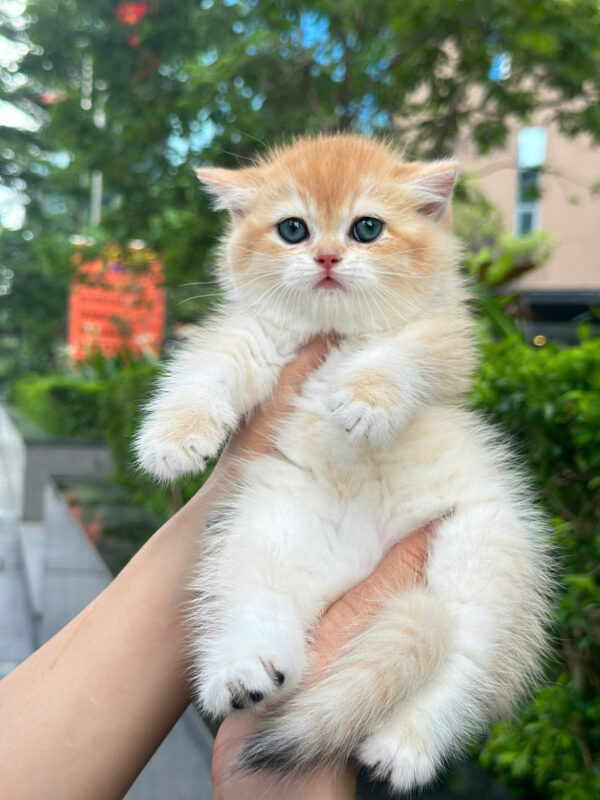 Mèo Anh Lông Ngắn Golden Đực Siêu Mập Mã AN193