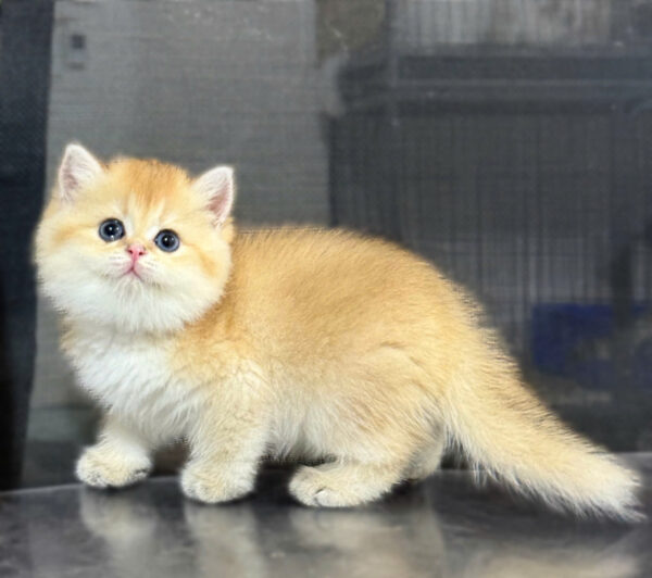 Mèo Anh Lông Ngắn Màu Golden Ny12 Cái Mã AN198