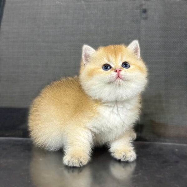 Mèo Anh Lông Ngắn Màu Golden Ny12 Cái Mã AN198