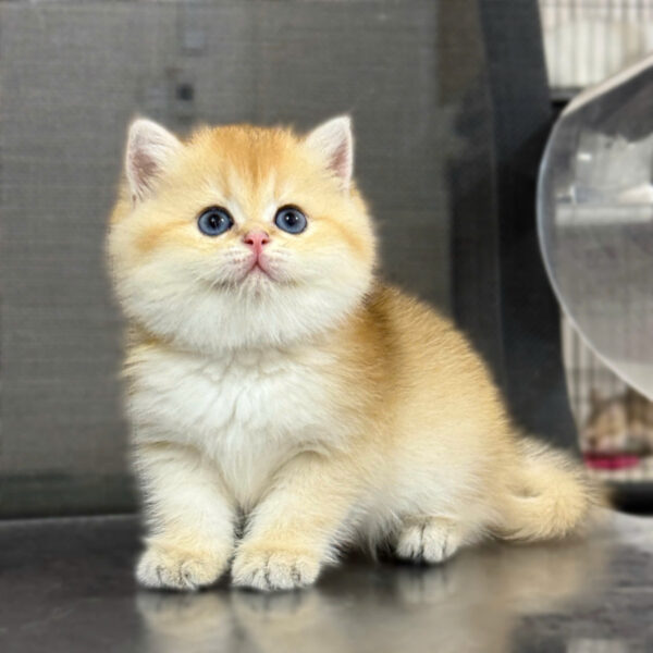 Mèo Anh Lông Ngắn Màu Golden Ny12 Cái Mã AN198