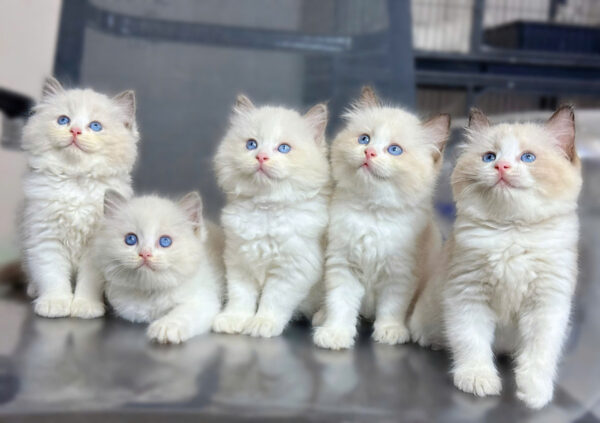 Mèo Ragdoll Màu Xám Trắng Đực Và Cái Mã RD200