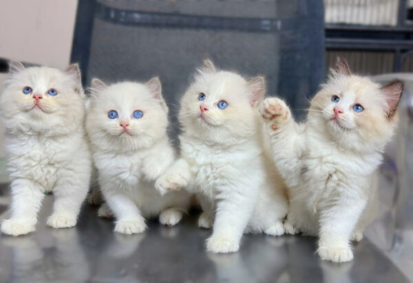 Mèo Ragdoll Màu Xám Trắng Đực Và Cái Mã RD200