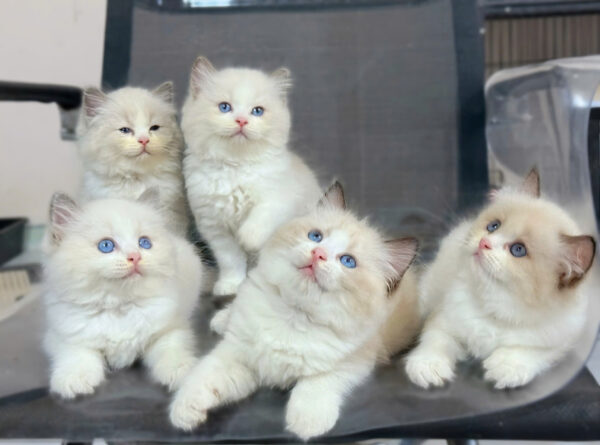 Mèo Ragdoll Màu Xám Trắng Đực Và Cái Mã RD200