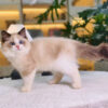 Mèo Ragdoll Cái Trắng Nâu Mã RD207