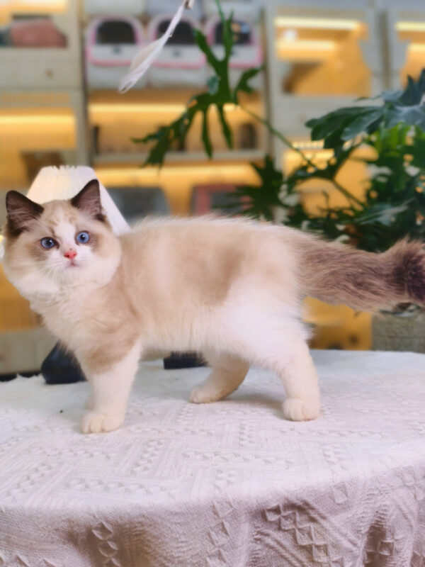 Mèo Ragdoll Cái Trắng Nâu Mã RD207