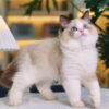 Mèo Ragdoll Cái Trắng Nâu Mã RD207