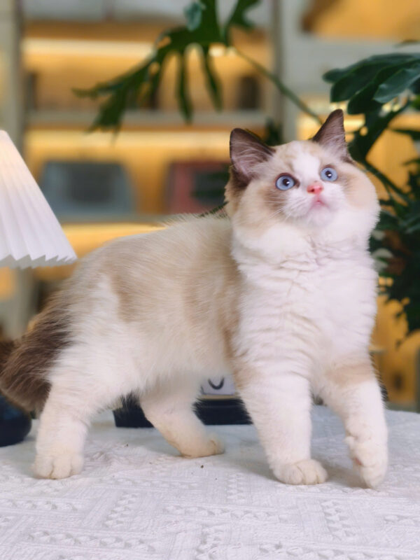 Mèo Ragdoll Cái Trắng Nâu Mã RD207