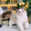 Mèo Ragdoll Cái Trắng Nâu Mã RD207