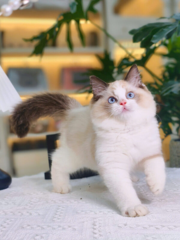 Mèo Ragdoll Cái Trắng Nâu Mã RD207