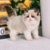 Mèo Ragdoll Màu Trắng Nâu Cái Mã RD208