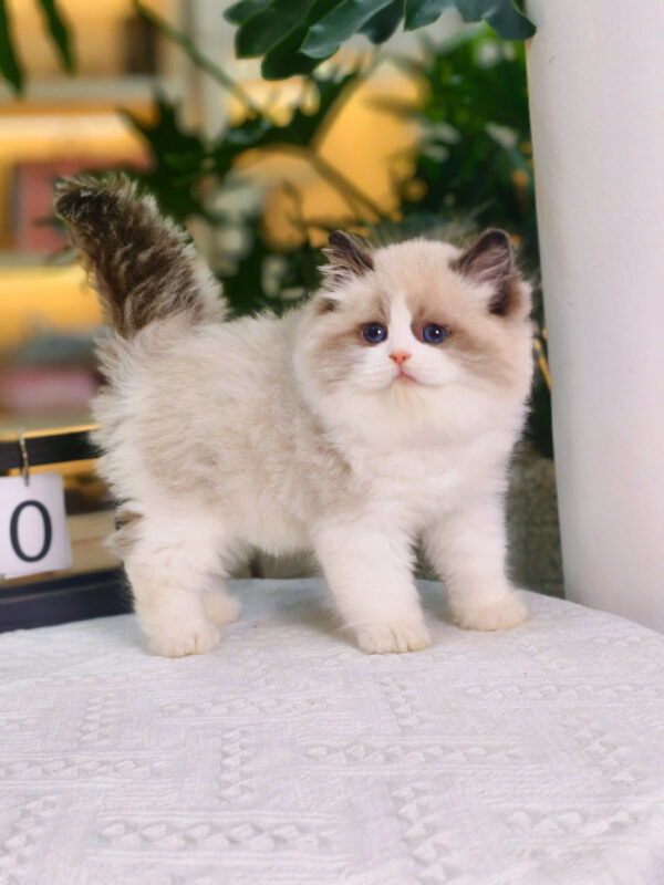 Mèo Ragdoll Màu Trắng Nâu Cái Mã RD208