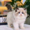 Mèo Ragdoll Màu Trắng Nâu Cái Mã RD208