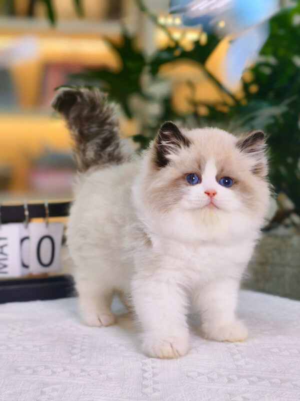 Mèo Ragdoll Màu Trắng Nâu Cái Mã RD208