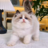 Mèo Ragdoll Màu Trắng Nâu Cái Mã RD208