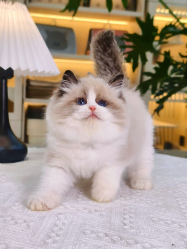 Mèo Ragdoll Màu Trắng Nâu Cái Mã RD208