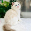 Mèo Ragdoll Bicolor Cái Mã RD214