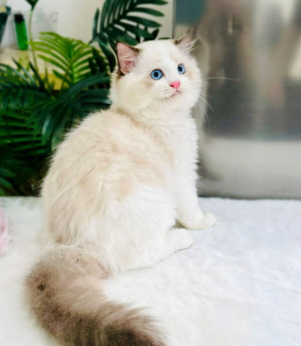 Mèo Ragdoll Bicolor Cái Mã RD214