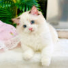 Mèo Ragdoll Bicolor Cái Mã RD214