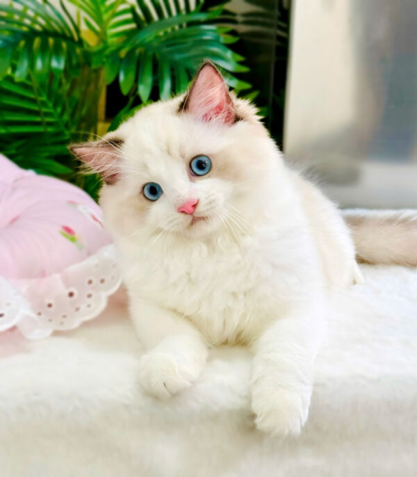 Mèo Ragdoll Bicolor Cái Mã RD214
