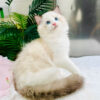 Mèo Ragdoll Bicolor Cái Mã RD214