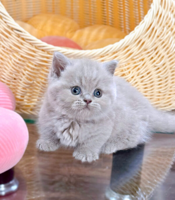 Mèo Anh lông Ngắn Muchkin Màu Lilac Cái Mã AN215