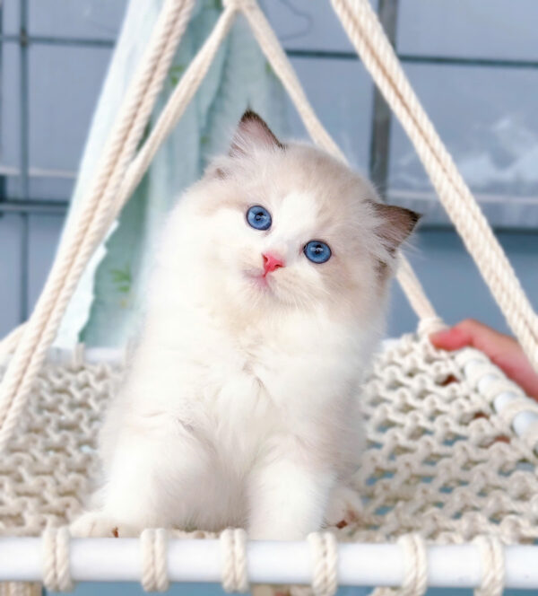 Mèo Ragdoll Cái Màu Bicolor Mã RD216