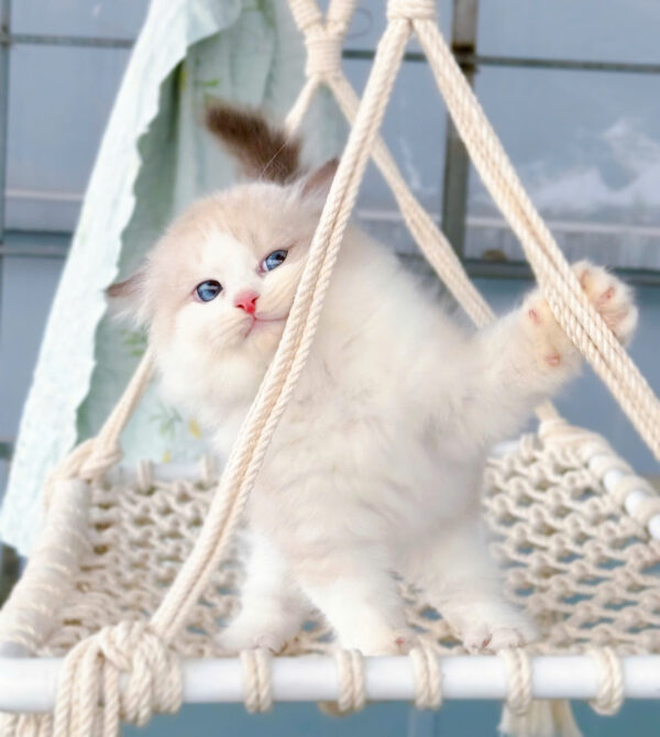 Mèo Ragdoll Cái Màu Bicolor Mã RD216