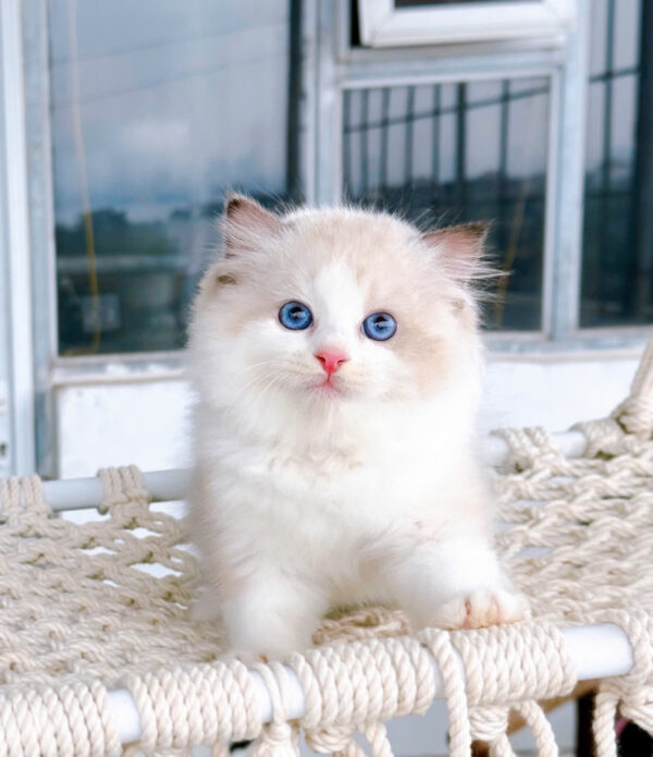 Mèo Ragdoll Cái Màu Bicolor Mã RD216