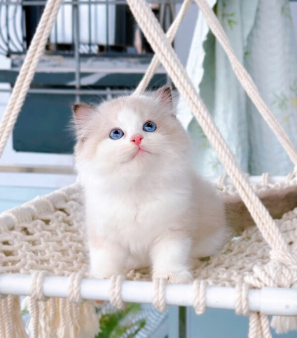 Mèo Ragdoll Cái Màu Bicolor Mã RD216