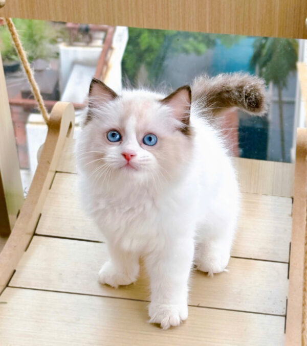 Mèo Ragdoll Đực Màu Bicolor Mã RD217