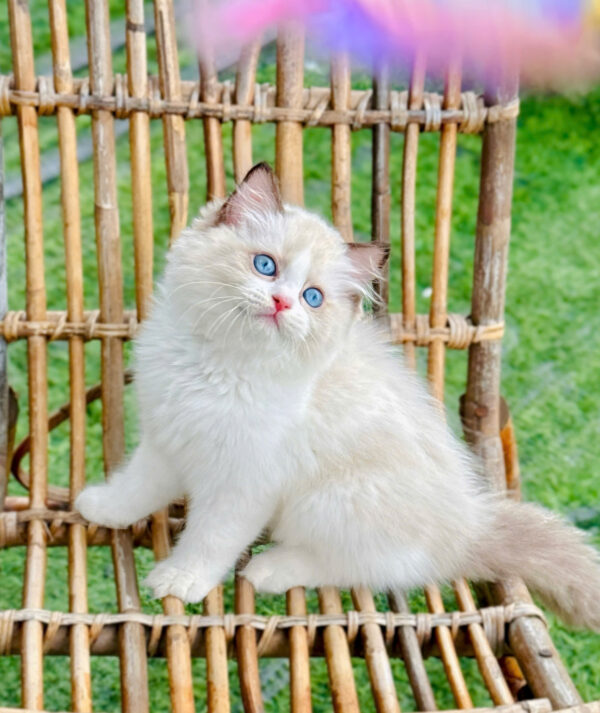 Mèo Ragdoll Đực Màu Bicolor Mã RD217