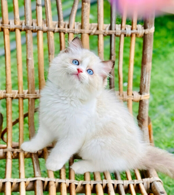 Mèo Ragdoll Đực Màu Bicolor Mã RD217