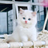 Mèo Ragdoll Đực Màu Bicolor Mã RD218