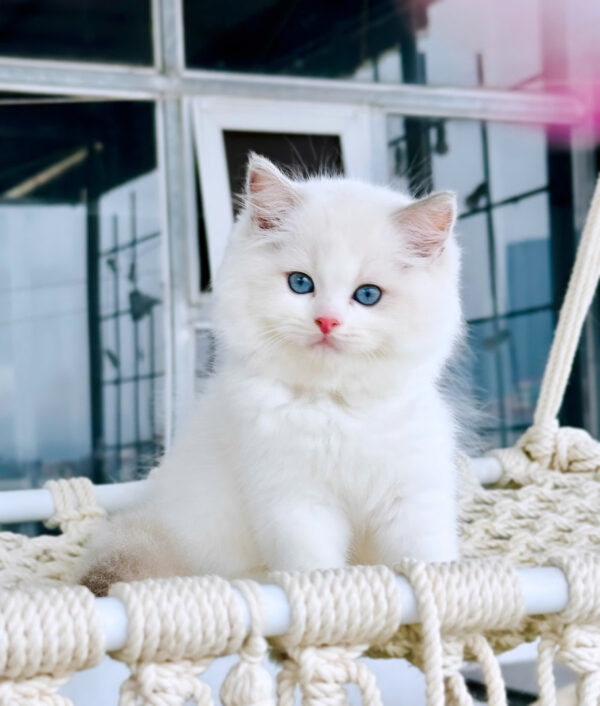 Mèo Ragdoll Đực Màu Bicolor Mã RD218