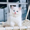 Mèo Ragdoll Đực Màu Bicolor Mã RD218