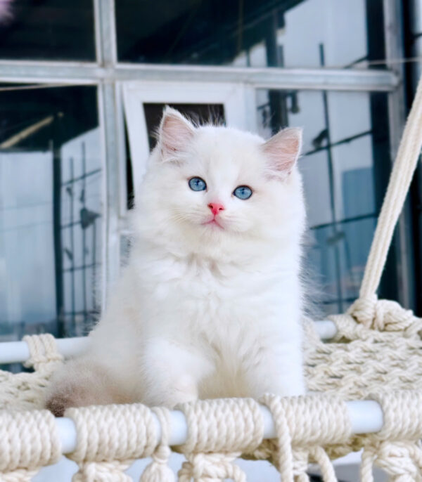 Mèo Ragdoll Đực Màu Bicolor Mã RD218