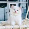 Mèo Ragdoll Đực Màu Bicolor Mã RD218
