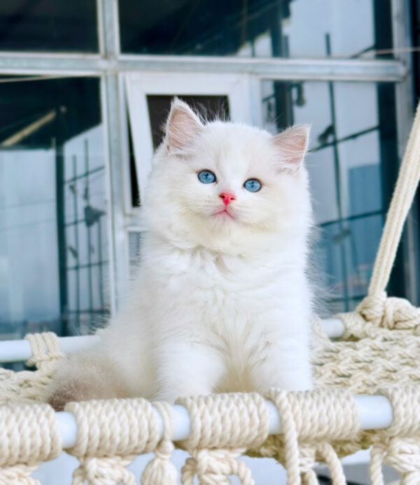 Mèo Ragdoll Đực Màu Bicolor Mã RD218