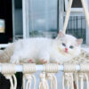 Mèo Ragdoll Đực Màu Bicolor Mã RD218