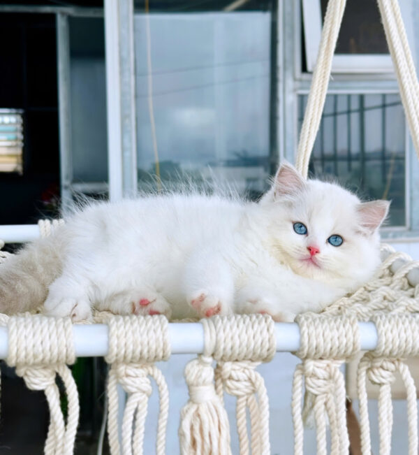 Mèo Ragdoll Đực Màu Bicolor Mã RD218