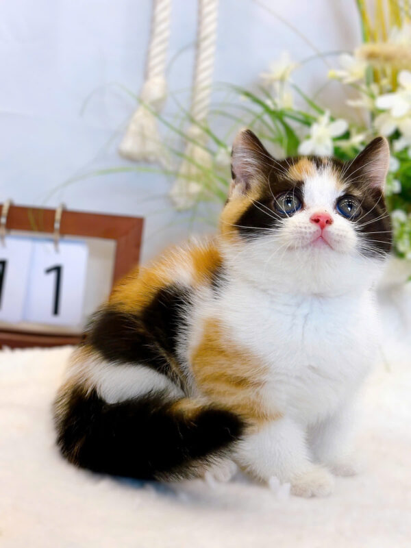 Mèo Anh Lông Ngắn Màu Tam Thể Cái Mã AN223