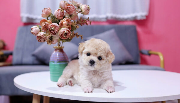 Chó Poodle Màu Mơ Sữa Cái Mã PD225