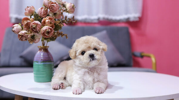 Chó Poodle Màu Mơ Sữa Cái Mã PD225