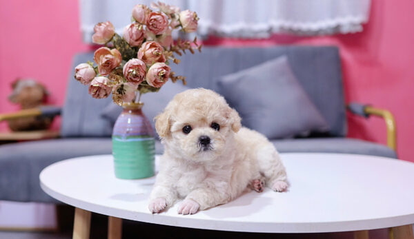 Chó Poodle Màu Mơ Sữa Cái Mã PD225