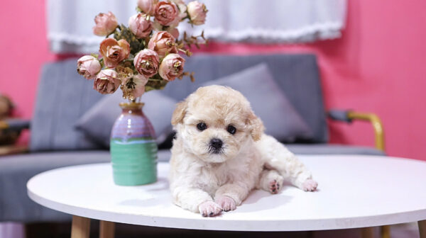 Chó Poodle Màu Mơ Sữa Cái Mã PD225