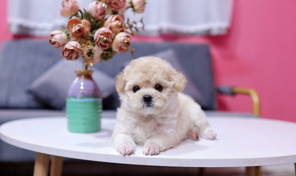 Chó Poodle Màu Mơ Sữa Cái Mã PD225
