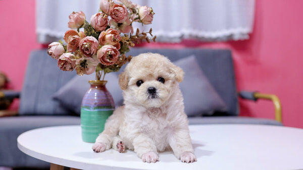 Chó Poodle Màu Mơ Sữa Cái Mã PD225