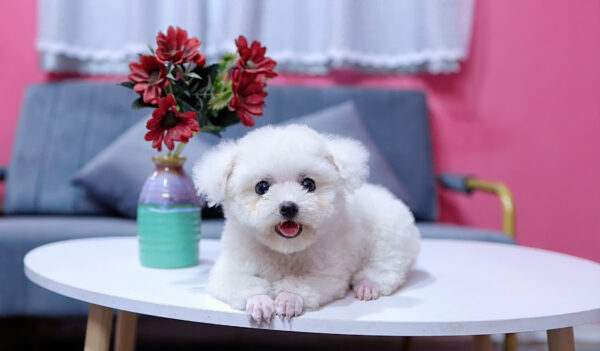 Chó Poodle Màu Trắng Size Tinytoy Cái Mã PD226